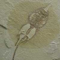 Fossil Stingray