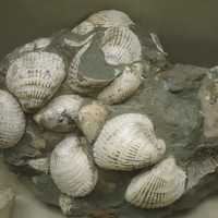 Fossilized clams