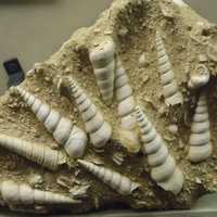Fossils of early shelled creatures
