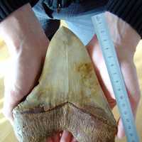 Giant Shark Teeth of Megalodon