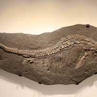 Ichthyosaur Stenopterygius