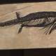 Ichthyosaurs