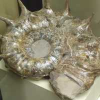 Large ammonite shell remains