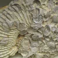 Large Fossilized Ammonite Shell
