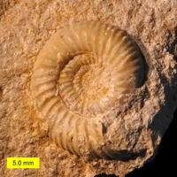Leptosphinctes sp Fossil from the Jurassic Period