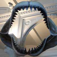 Megalodon Jaws