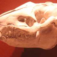 Oreodon