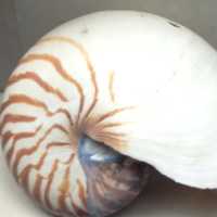 Pearl Nautilus shell