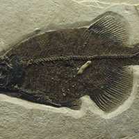 Phareodus SP.