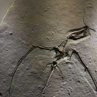 Rhamphorhynchus