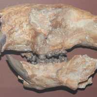 Saber-Toothed Cat