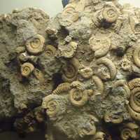 Several small ammonites preserved on rock