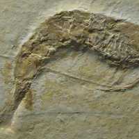 Shrimp Fossil