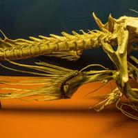 Skeleton of an Anglerfish