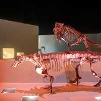 Smilosuchus and Postosuchus