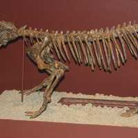 Sphenacodon Ferox