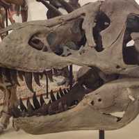 T. Rex skull