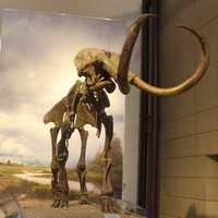 The Hebior Mammoth