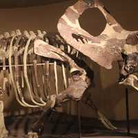 Torosaurus Skeleton