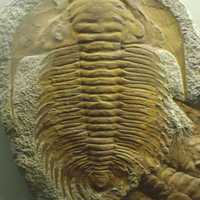 Trilobite from late Cambrian