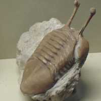 Trilobite with long eyes