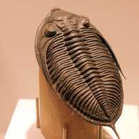 Trilobite