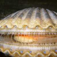 Argopecten irradians, A Scallop