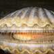 Argopecten irradians, A Scallop