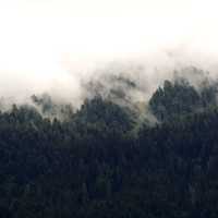 Fog over the tree and forest in France