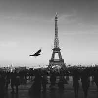 Bird Flying near the Eiffel Tower in Paris, France