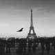 Bird Flying near the Eiffel Tower in Paris, France