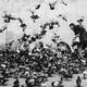 Man with Pigeons in Paris, France