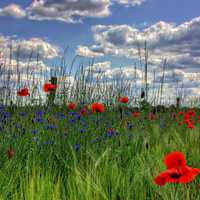 Brandenburg, Germany, Flowers and Grasses