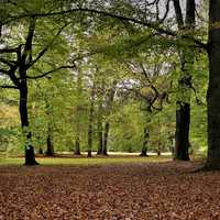 Forest and Leaves on the Ground