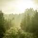 A misty forest scene in Holzminden, Germany