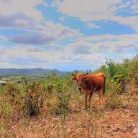 Cow on the mountainside near Pignon, Haiti