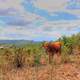 Cow on the mountainside near Pignon, Haiti