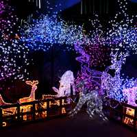 Lights and Christmas Decorations with animals and tree lights