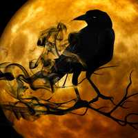 Crow standing on Branch in front of full moon scary Halloween Scene