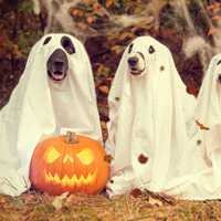 Dogs in Ghost Halloween Costumes