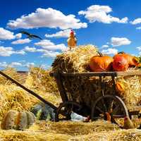 Thanks photo with cart with hay, pumpkin, chicken, and eagle