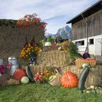 Thanksgiving Day Harvest