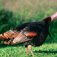 Wild turkey standing on the grass