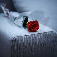 Red Rose laying on sofa on Valentine's Day