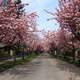 Temesvár street with pink flowers in Kaposvar, Hungary