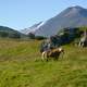 Horse standing in the Hilly landscape in Iceland