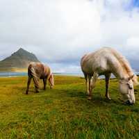 Horses in Iceland