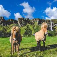 Icelandic Horses with waterfall in the background