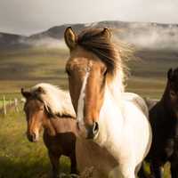 Icelandic Horses