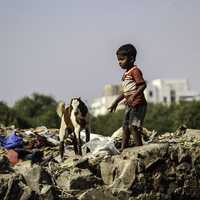 Boy and Goat in Delhi, India
